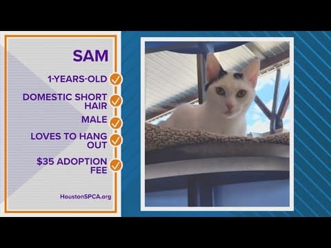 Is Sam your Pawfect Match?