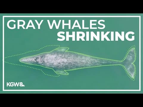Study: Oregon gray whales are getting shorter