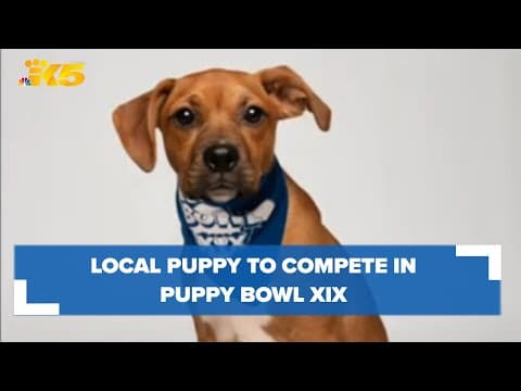 Local puppy to compete in this year's Puppy Bowl