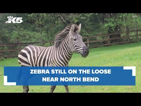 Zebra zeal leads King County official to ask public to stay away from area of sightings