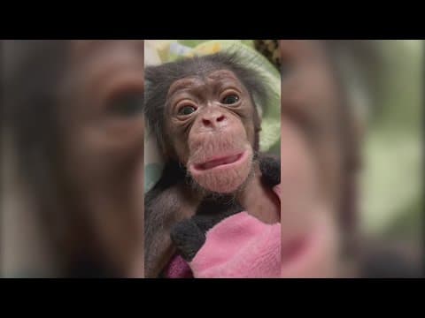 A bundle of joy: Maryland Zoo welcomes baby chimpanzee to the family