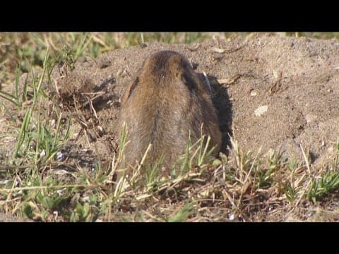 Poison used to get rid of gophers in Ocean Beach harming other wildlife