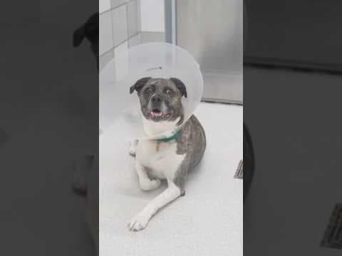 Need a pet? Consider a shelter pet