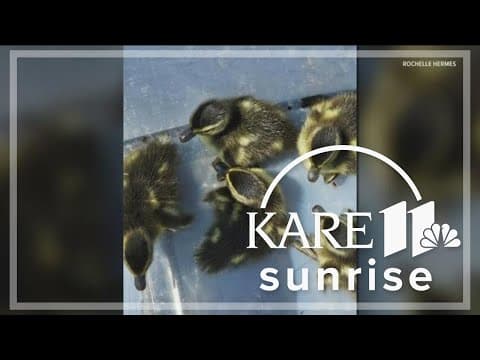 Good Samaritans free baby ducks