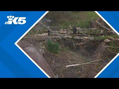 Storm damage survey in King County
