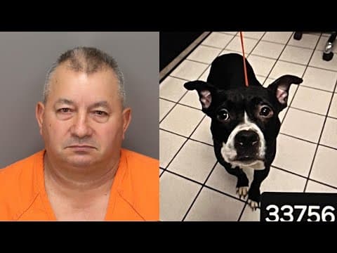 'Dexter the Dog' Animal Cruelty Trial begins