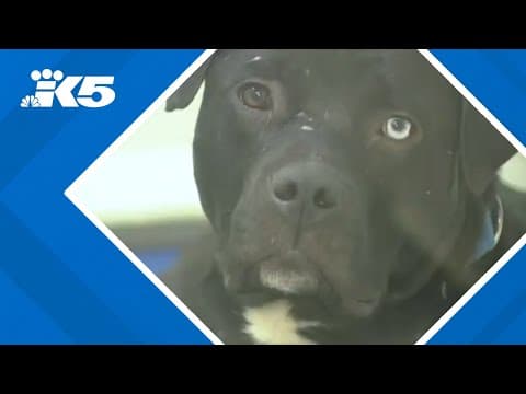 Tacoma Humane accepts 500 pets in 2 weeks, waives adoption fees