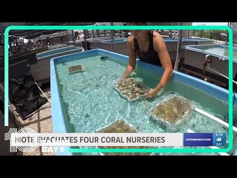 Mote evacuates 4 coral nurseries