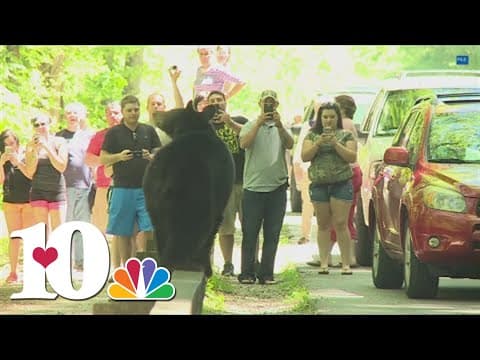 'Aggressive' bear follows hikers in Smoky National Park
