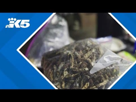 Olympia's decriminalization of some hallucinogens largely symbolic, meant to send a message