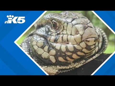 "Gator of Granite Falls" reunited with his family
