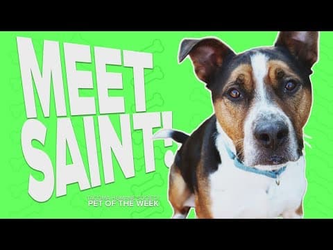 Pet Rescue of the Week: Saint