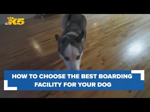 Washington animal rights attorney shares what to look for in a dog boarding facility