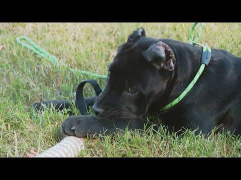 Man arrested for stealing 3-month-old puppy from boat in Southeast DC