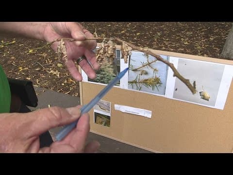 How bugs can harm trees