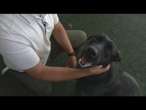 San Diego County animal shelters urgently overcrowded