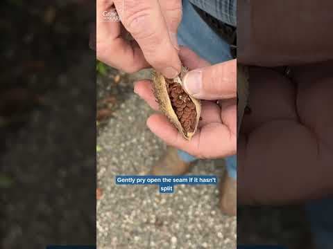 Growing native milkweed helps monarch butterflies by providing them with a habitat and sustenance.