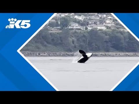 WATCH: Orcas make a splash near Fox Island