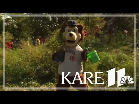 Minnesota Twins volunteer in land restoration effort