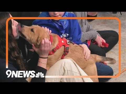 Petline9: This affectionate little guy needs a forever home