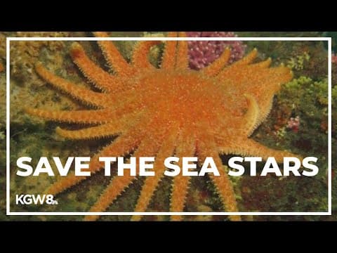 After a mysterious disease wiped out sea star species, researchers plan a comeback