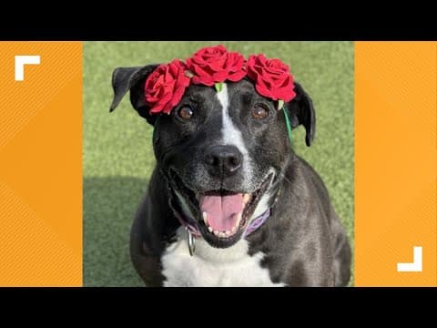 Pets of the Week: March 23, 2024