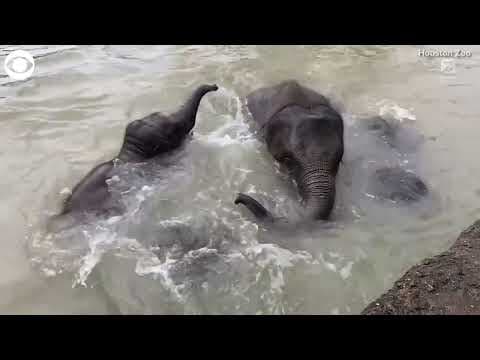 Young elephant goes swimming for the first time at Houston Zoo