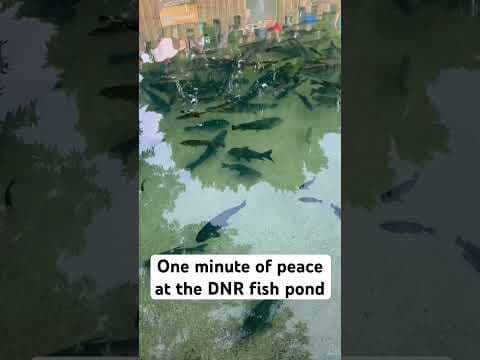 A peek at the Minnesota State Fair’s fish