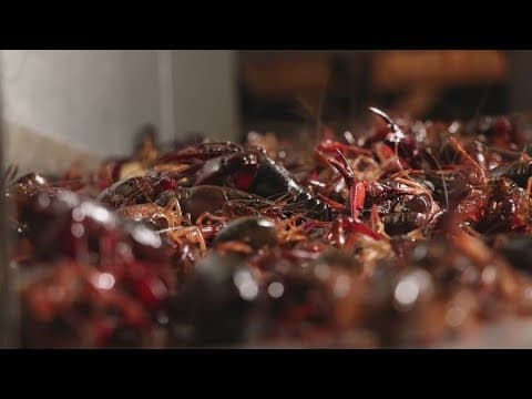 Amid Louisiana's crawfish shortage, governor issues disaster declaration