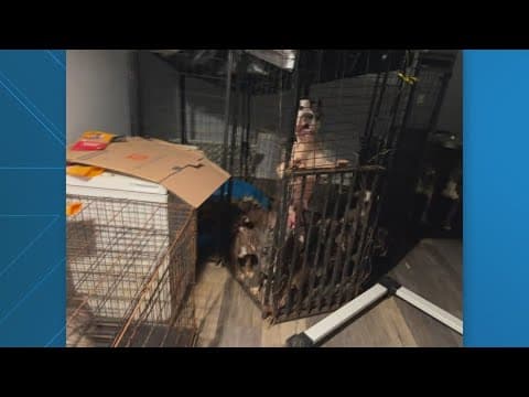 Dozens of dogs rescued from DC home after 3 officers were shot by renter, police say