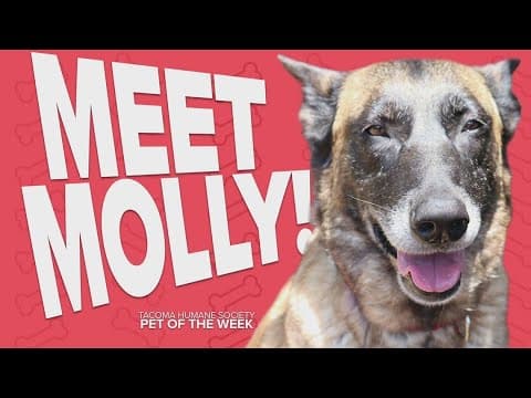 Pet Rescue of the Week: Molly