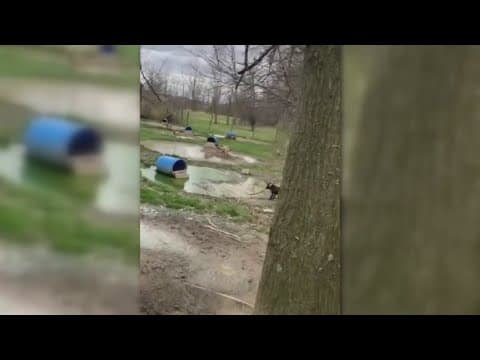 Man charged after 40 dogs removed from Delaware County home following animal cruelty reports