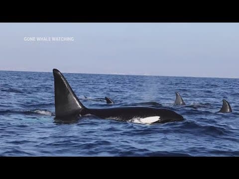 Large pod of orcas spotted off San Diego Coast