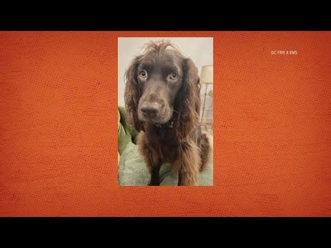 Dog rescued from 8-foot deep hole in Northwest DC