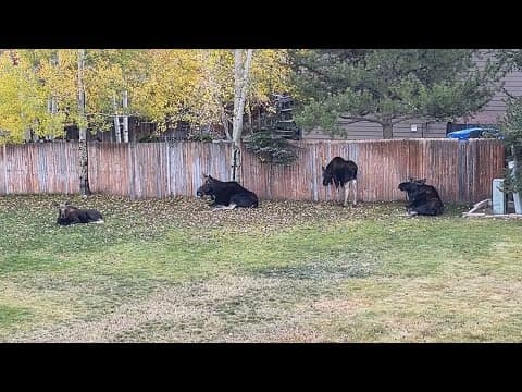LIVE: Moose hang out in Colorado backyard