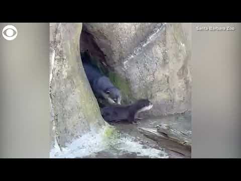 Otter family outing at the Santa Barbara Zoo