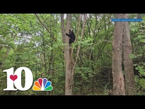 ABR releases bear cub back into the wilderness