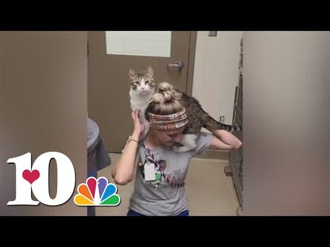 Group of motorcyclists to host Sunday ride for Tennessee woman who received second heart transplant