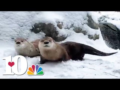 Party animals play in the snow at Zoo Knoxville