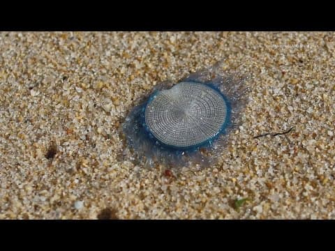 Spotted something electric blue on the beach? Here’s what it is and why you shouldn’t touch it