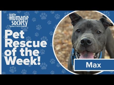 Pet Rescue of the Week: Max