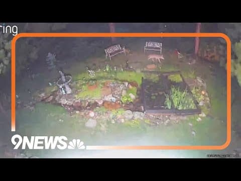 Residents near UCCS say coyotes are multiplying