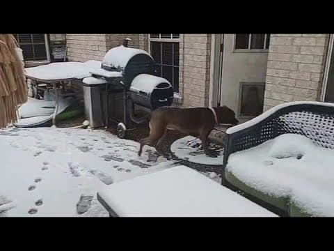 Jersey Village dog checks out snow and runs back inside!