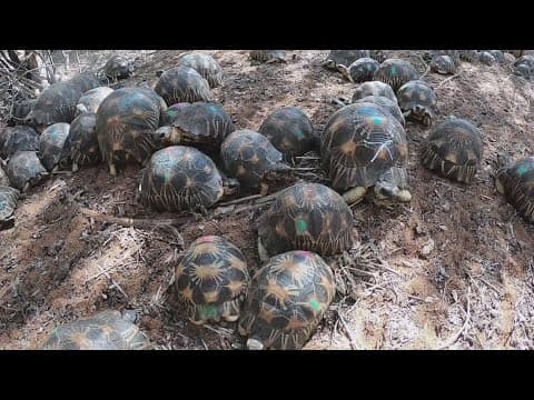 From East TN to Madagascar, Knoxville zoologist helps save endangered tortoise species