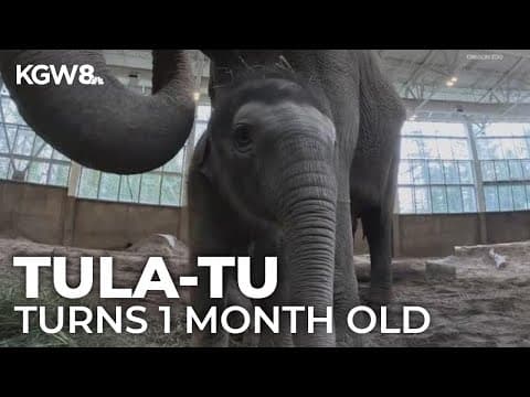 Baby elephant at Oregon Zoo turning 1 month old