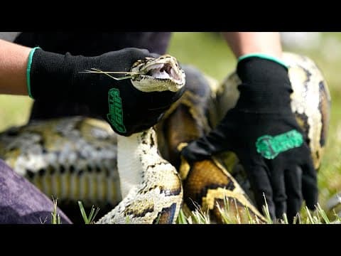 Wildlife officials announcing Florida Python Challenge details