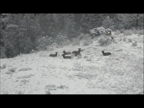 Watch Elk Unwind In The Colorado Snow