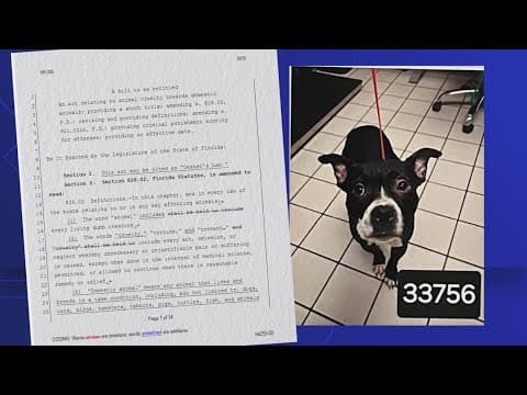 Advocate works to pass 2 new bills targeting animal cruelty in Florida