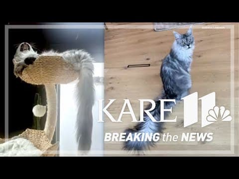Minnesota domestic cat breaks world record for longest tail
