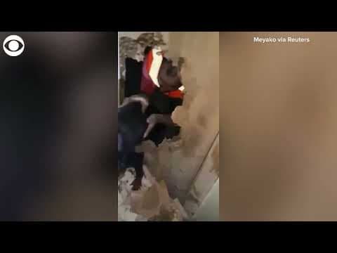 Dog and her 3 puppies rescued from rubble in Turkey 28 days after earthquake